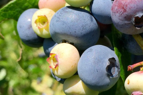 Pick Your Own Blueberries Opening Weekend – July 30 & 31 from 10 AM-6 PM!